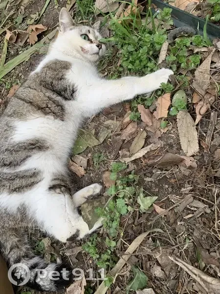 Chat malade trouvé à Montélimar - photo
