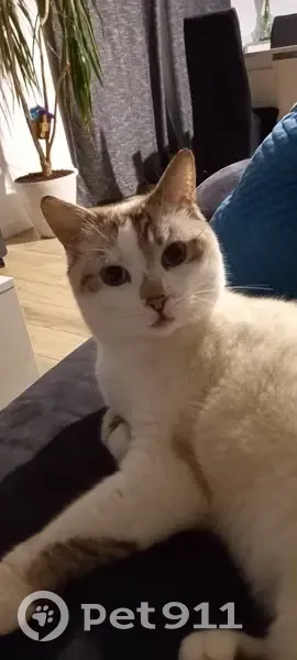 Chat Siamois Cheaper Perdu - photo