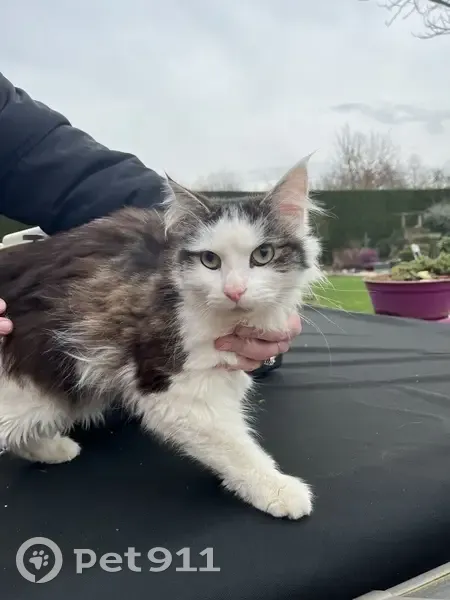 Chatte jeune blanche/marron trouvée - photo