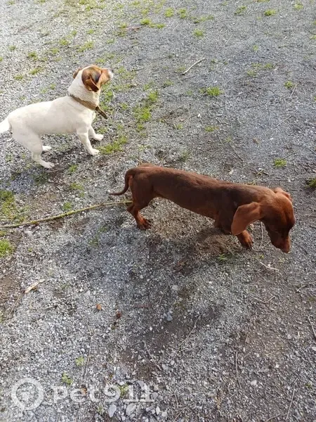 Deux chiens trouvés à Taron - photo
