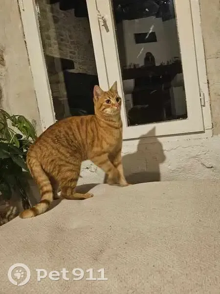 Chatte rousse trouvée D619 - photo
