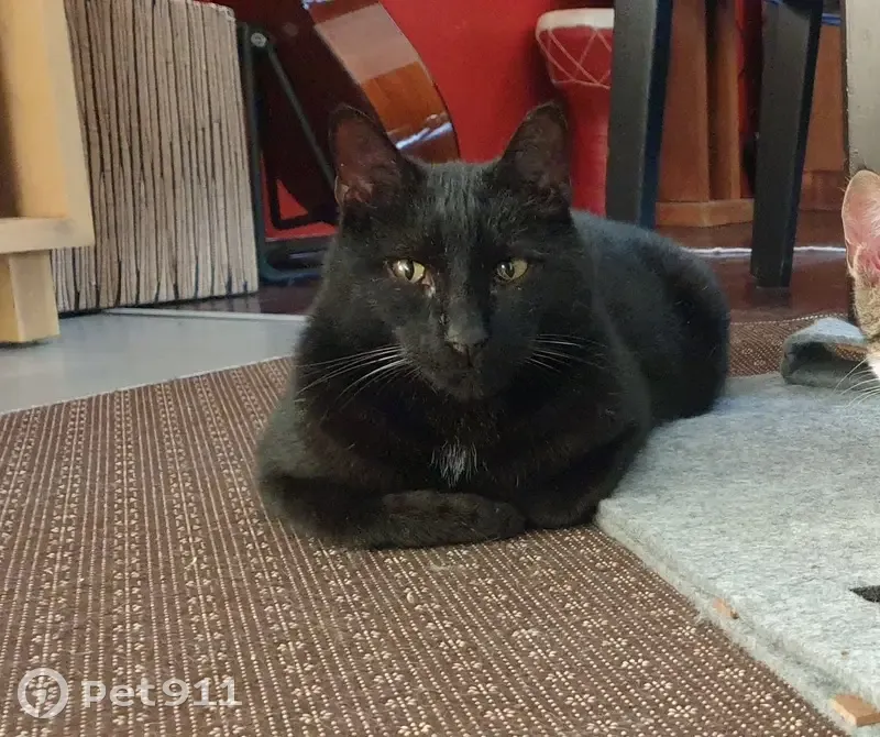 Chat noir perdu à Tremblay - photo