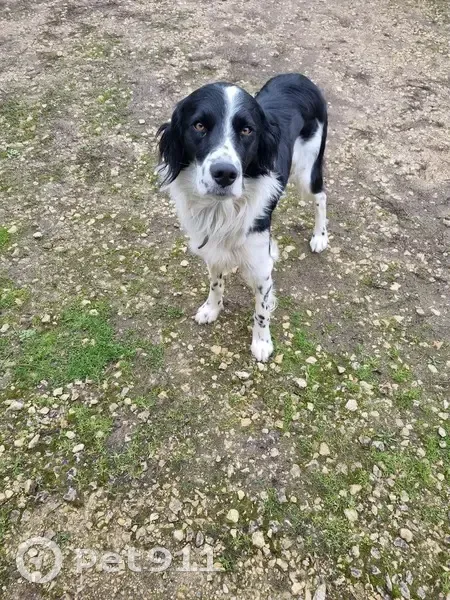 Chien perdu à Sommières-du-Clain - photo