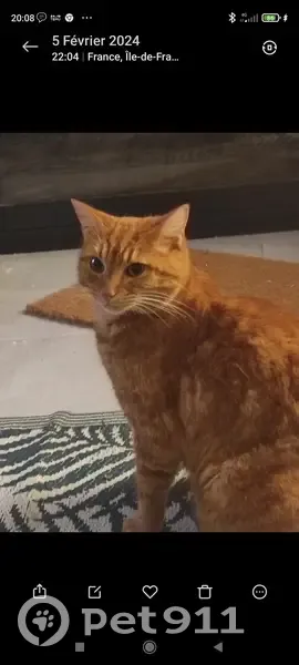 Chatte rousse disparue à La Ferrière - photo
