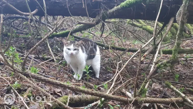 Chat perdu en forêt de Poullaouen - photo