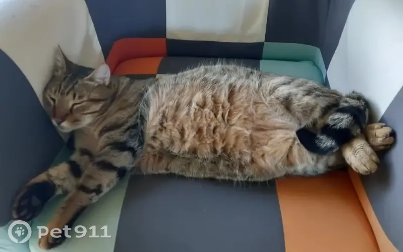 Chat perdu à Saillagouse - 7kg - photo