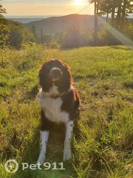 Chien perdu: Saphir, Border collie - photo