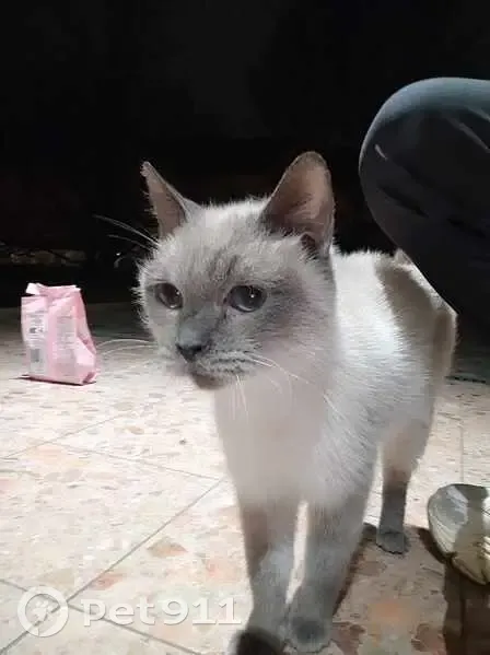 Chaton castré trouvé à Laval - photo
