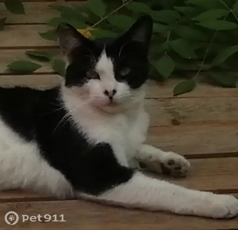 Chat noir/blanc perdu, Douai - photo