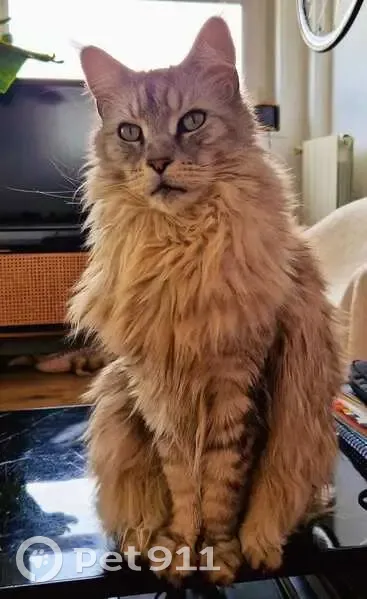 Chat Maincoon Perdu à Créteil - photo