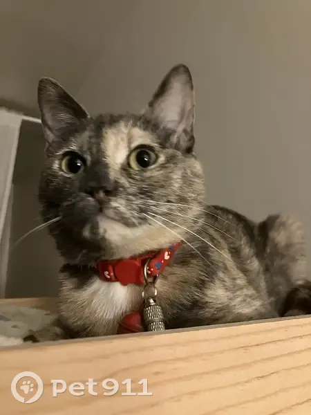 Chatte écaille perdue à Bécon - photo