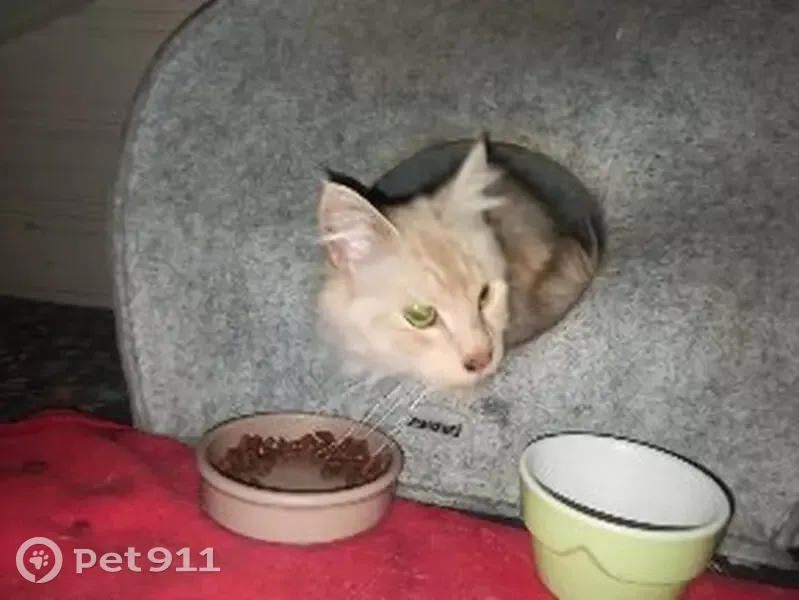Chat beige trouvé à Wasquehal - photo
