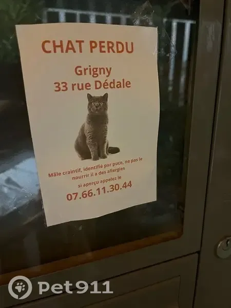 Chat Cookie perdu à Grigny - photo