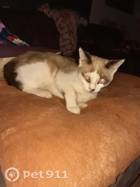 Chaton soigné trouvé à Roanne - photo