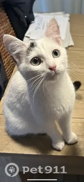 Chatte mixte perdue à Torcé - photo