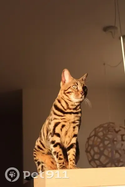 Chat Bengal Perdu à Montreuil - photo