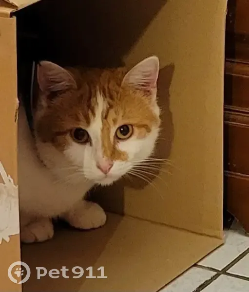 Chat roux/blanc perdu à Orléans - photo