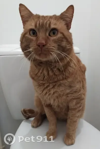 Chat roux mâle perdu à Rennes - photo