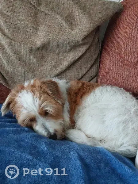 Chien perdu à Lançon-Provence - photo