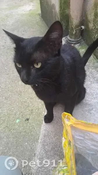 Chat noir Thibald perdu à Gumery - photo