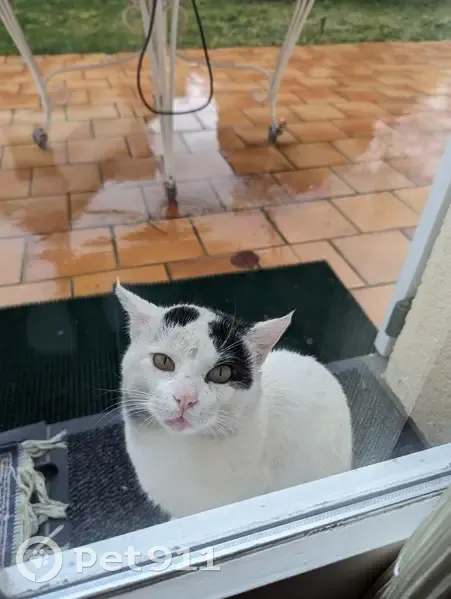 Chat noir et blanc trouvé à Pithiviers - photo