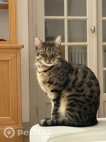 Soleil, Bengal perdu à St-Germain - photo