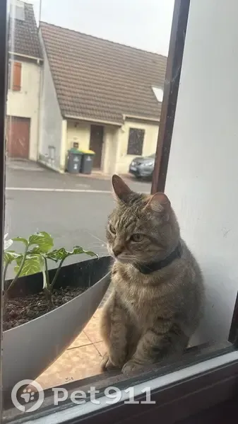 Maya, chat boiteux, perdu - photo