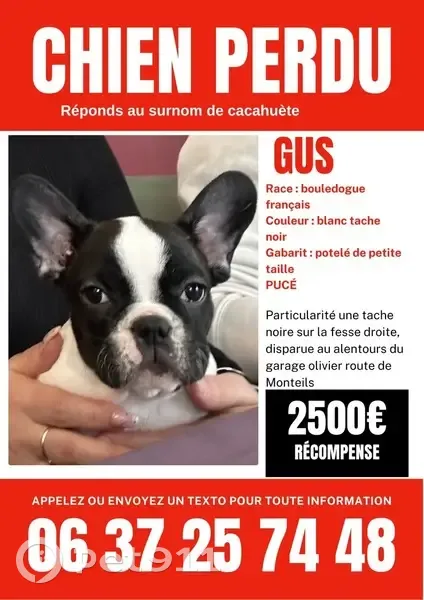 Alerte: Chiot Gus 