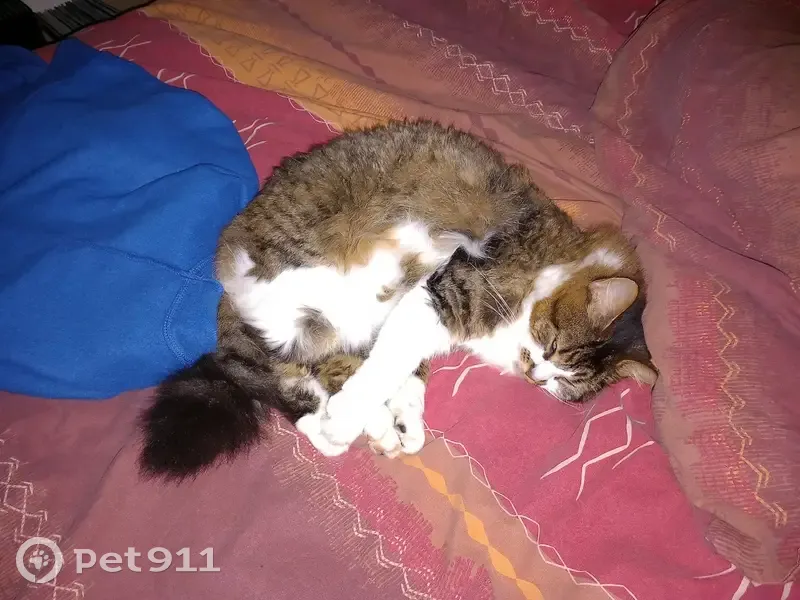 Chatte grise tabby perdue à Quimper - photo