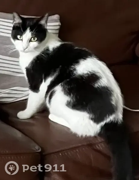 Avis de recherche : Lili - photo
