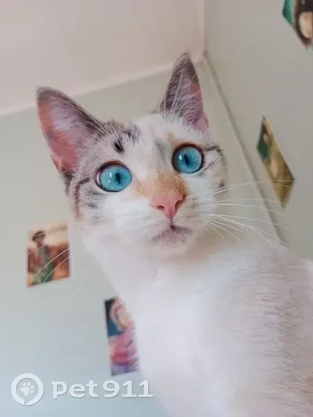 Chaton blanc/beige perdu, Monsempron - photo
