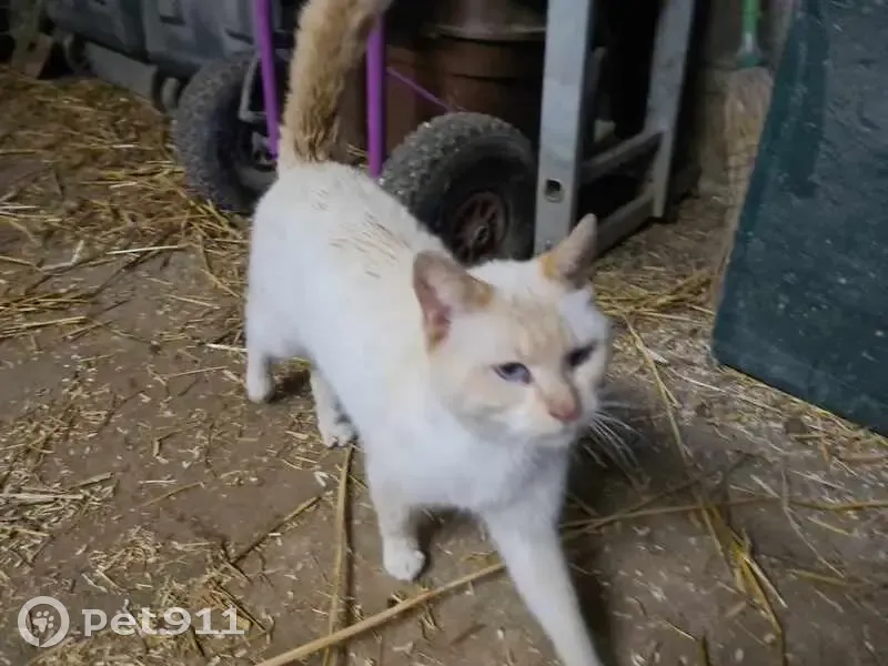 Chat blanc/roux perdu à Ledinghem - photo