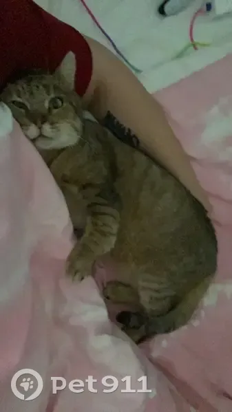 Chat perdu: castré, pucé, yeux verts - photo