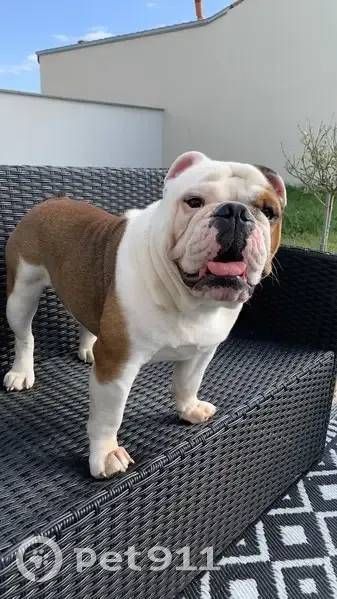 Pacha, Bouledogue perdu à Marly - photo