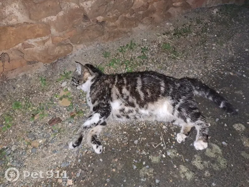 Chat rayé gris/blanc perdu et mort - photo