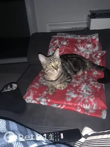 Chat tigré perdu à Marseille - photo
