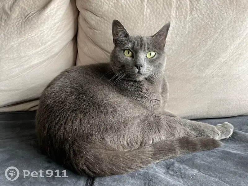Chatte grise perdue à Bouxwiller - photo