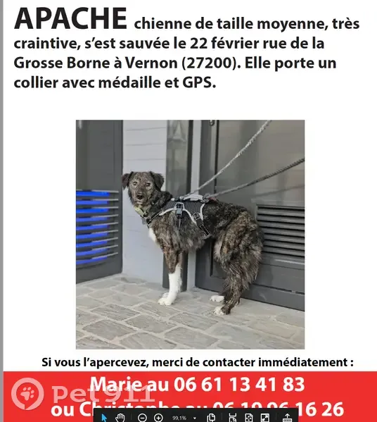 Alerte chien craintif disparu - photo