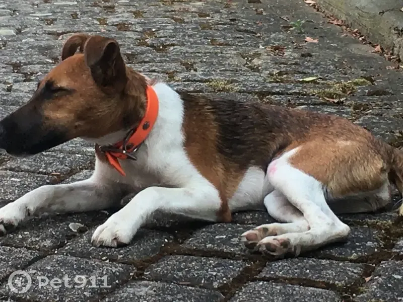 Chien perdu près du Maine, Angers - photo