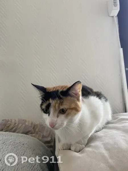 Chaton tricolore trouvé à La Faourette - photo