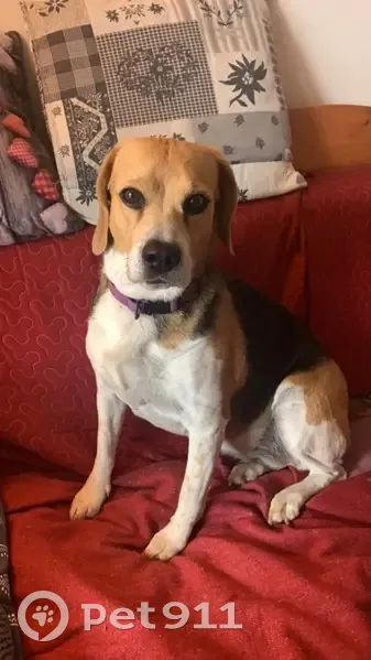 Chien Beagle Perdu - Le Teil - photo
