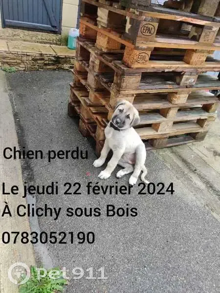Chiot Berger d'Anatolie perdu à Clichy - photo