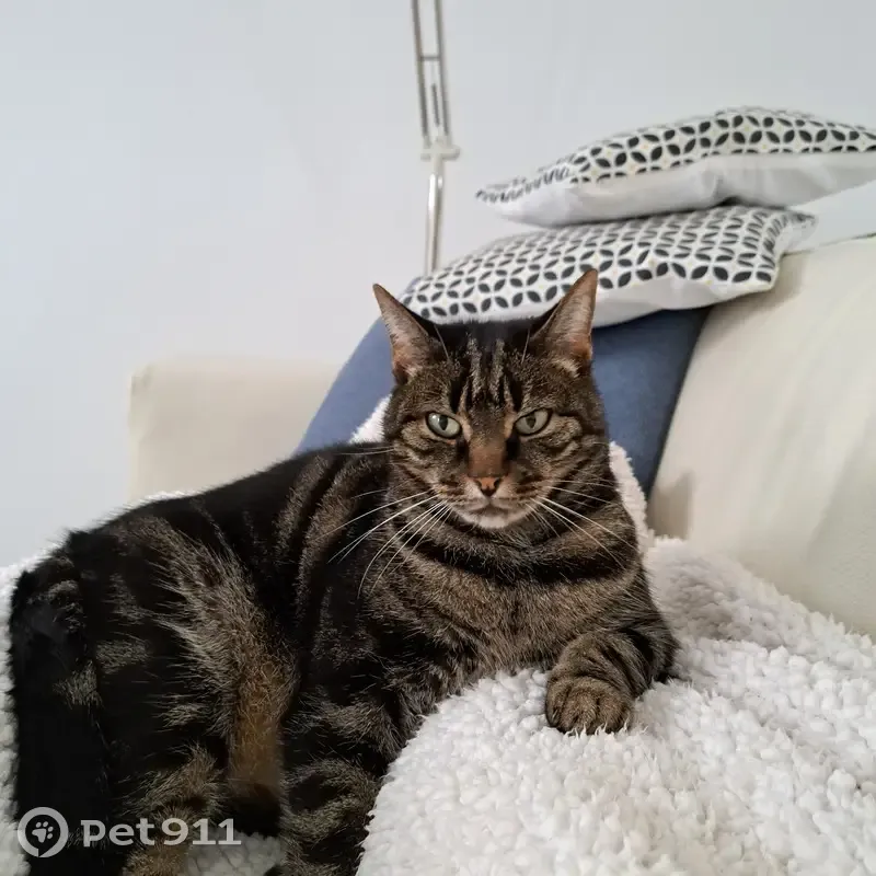 Chat Lulu perdu à Moragne 17430 - photo