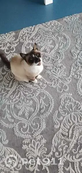 Chatte tatouée perdue à Seynod - photo