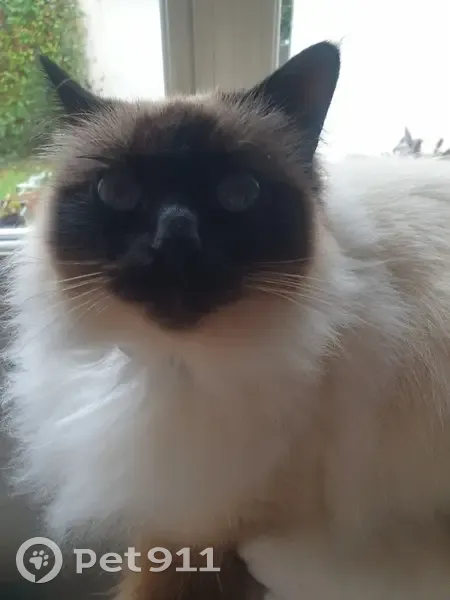 Sissi, Chat Birman Perdu à Laval - photo