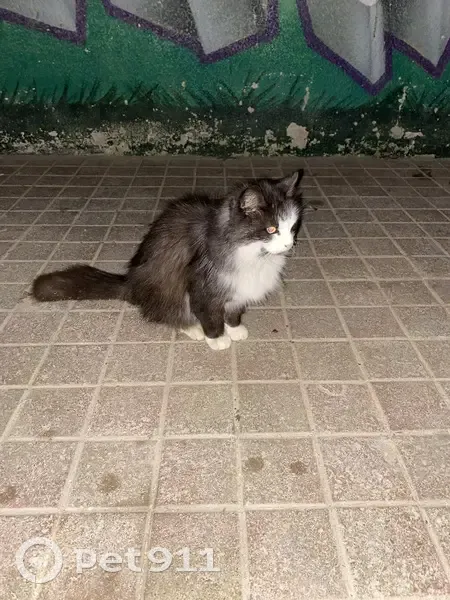 Chat maigre trouvé à Guimiliau - photo