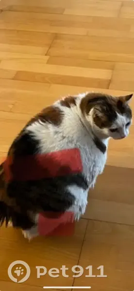 Chat perdu à Reims - Contactez-nous! - photo