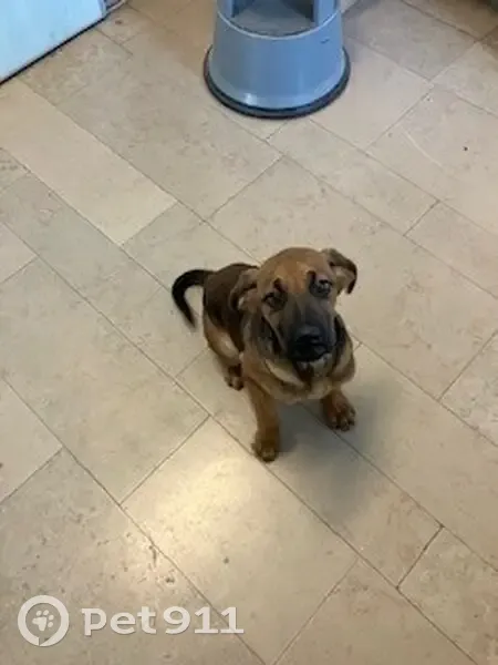 Chiot croisé retrouvé affamé à Brécey - photo