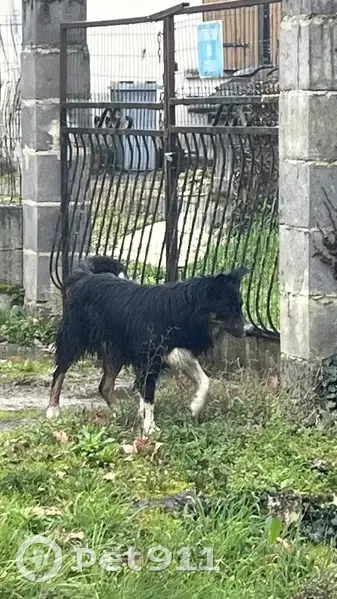 Border Collie perdu à Grezac - photo