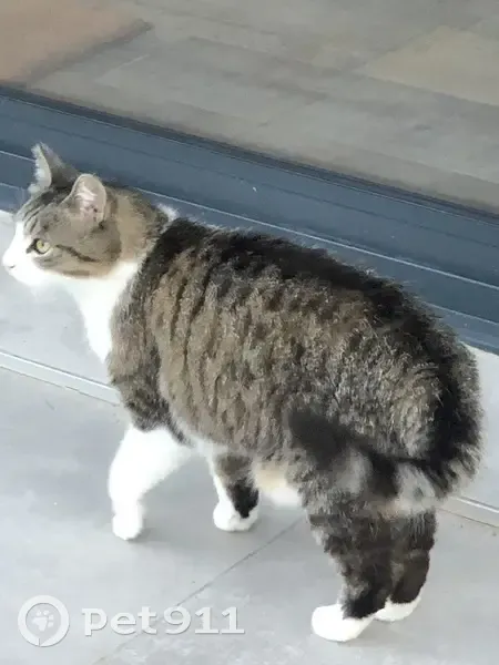 Avis de recherche: Isis, chat perdu - photo